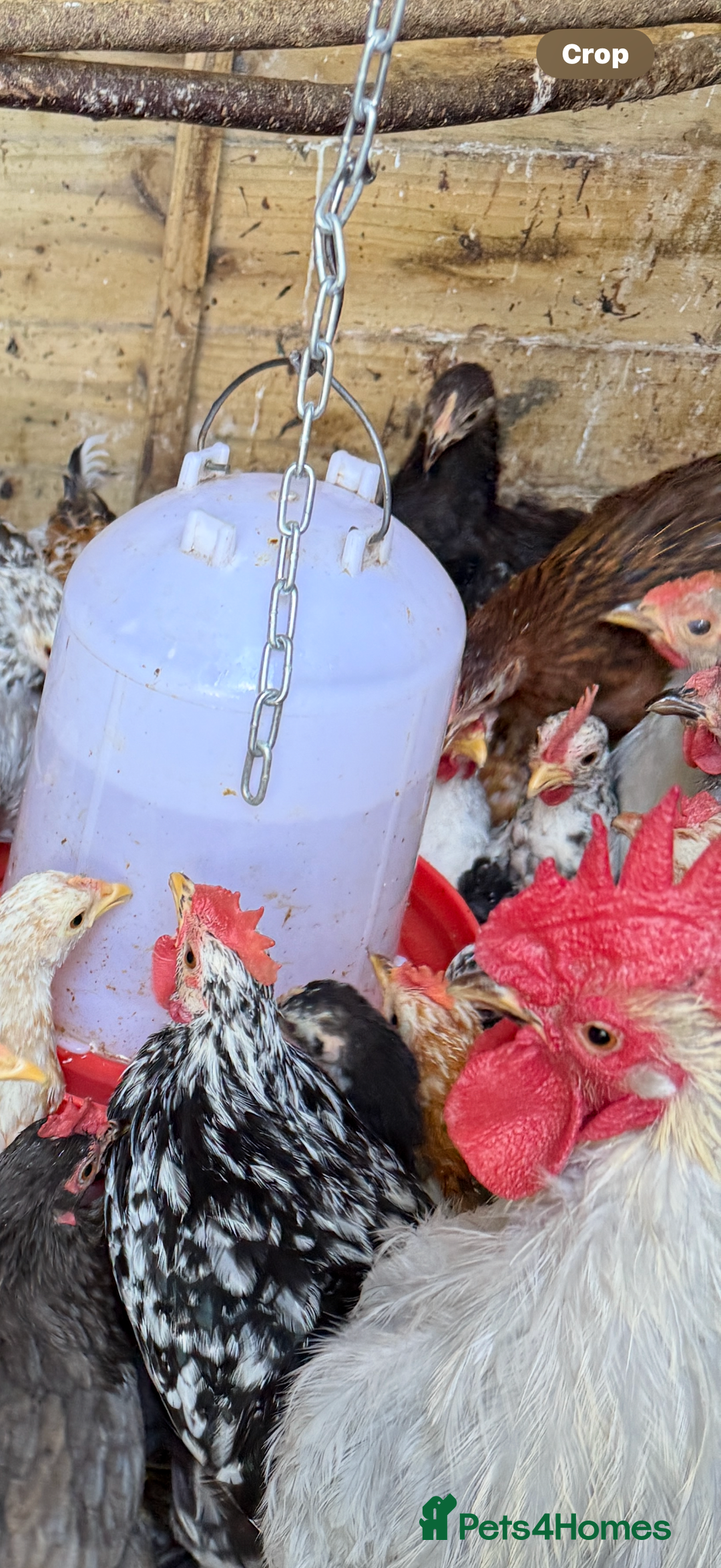 Chickens poultry for sale: Pekin bantams  - Image 5