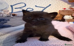 Domestic Shorthair cats for sale: 2 gorgeous kittens  - Image 3