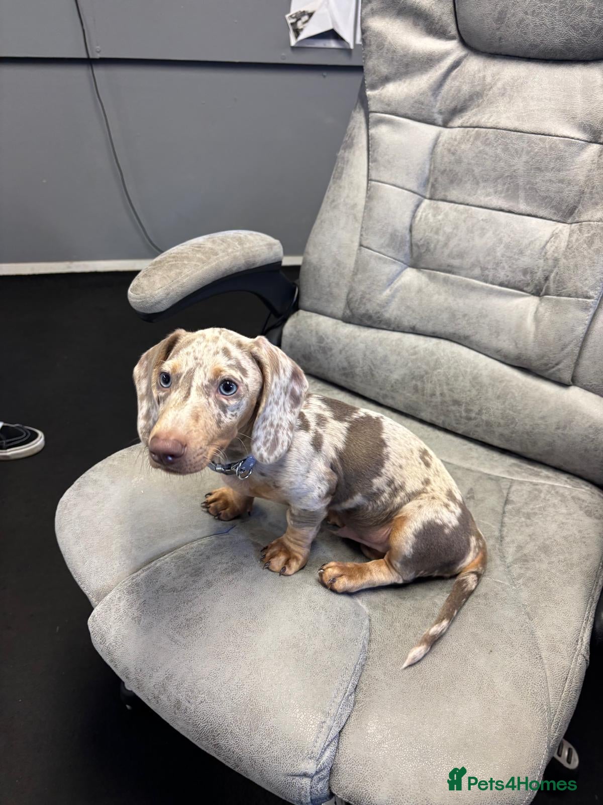 Dachshund dogs Reico  - Advert 2
