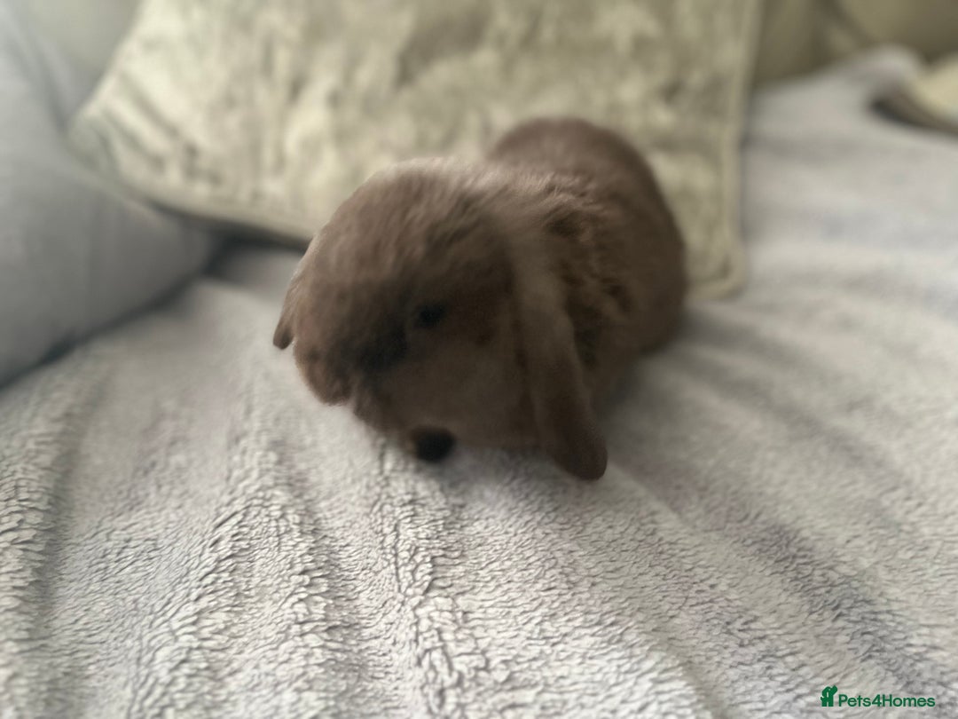 Mini Lop rabbits for sale: Mini lop rabbit - Advert 7