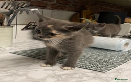 Domestic Shorthair cats for sale: Beautiful grey kittens - Image 7