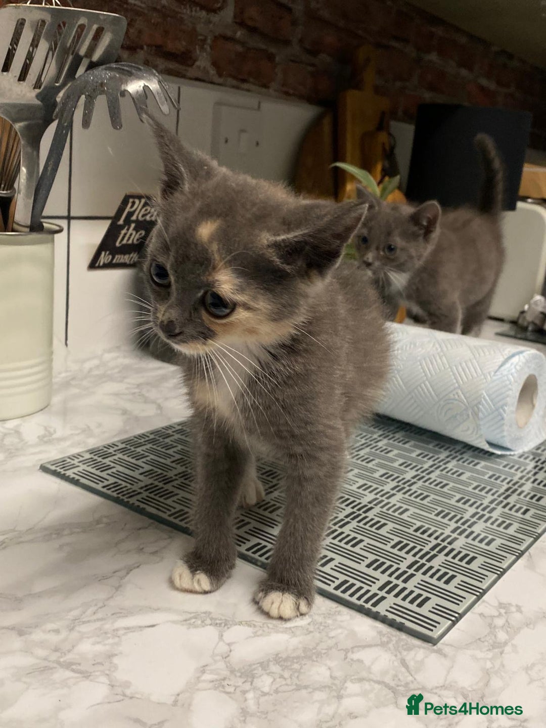 Domestic Shorthair cats for sale: Beautiful grey kittens - Image 7