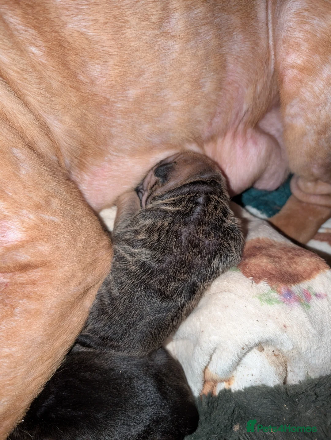 Mixed Breed dogs for sale: Shar pei cross cane Corso puppies  - Advert 9