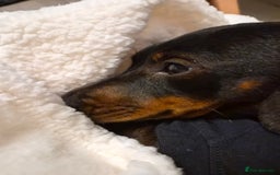 Dachshund dogs for sale: 1 year old female Dachshund for rehome - Advert 2