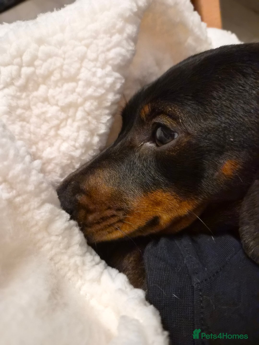 Dachshund dogs for sale: 1 year old female Dachshund for rehome - Advert 2