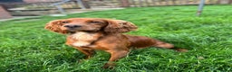 Cocker Spaniel dogs for stud: Proven Red KC REG Working Cocker Spaniel STUD in Chelmsford - Advert 5