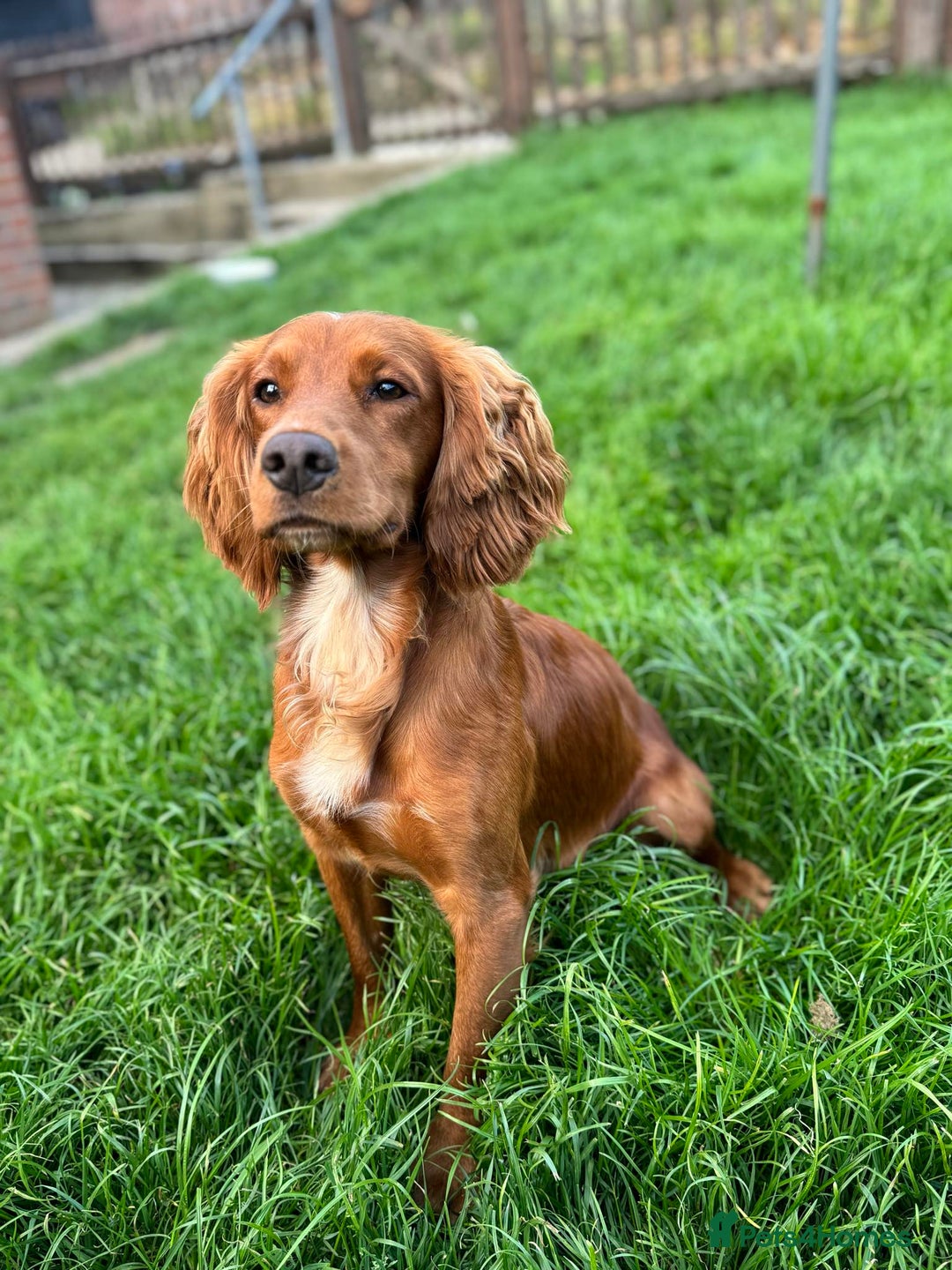 Cocker Spaniel dogs for stud: Proven Red KC REG Working Cocker Spaniel STUD in Chelmsford - Advert 5