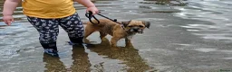 Border Terrier dogs for sale: kc registered Border terriers  in Doncaster - Advert 4