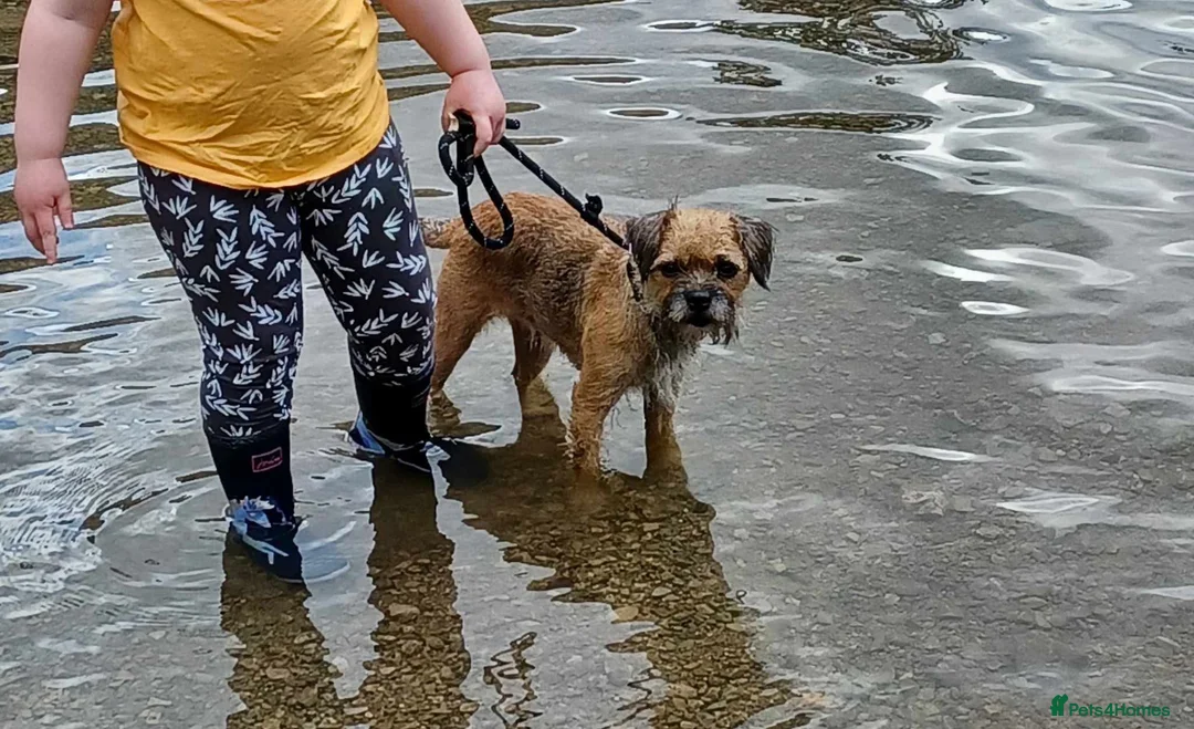 Border Terrier dogs for sale: kc registered Border terriers  in Doncaster - Advert 4