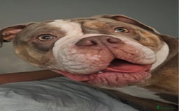 Mixed Breed dogs for sale: The tale of 2 sisters - Image 13