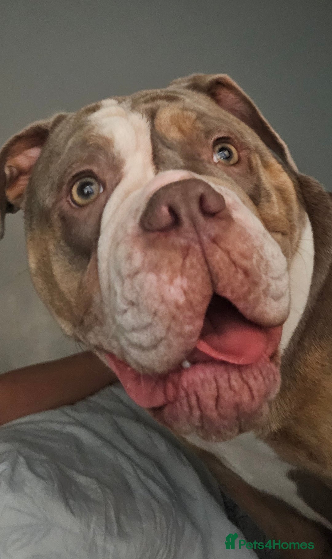 Mixed Breed dogs for sale: The tale of 2 sisters - Image 13