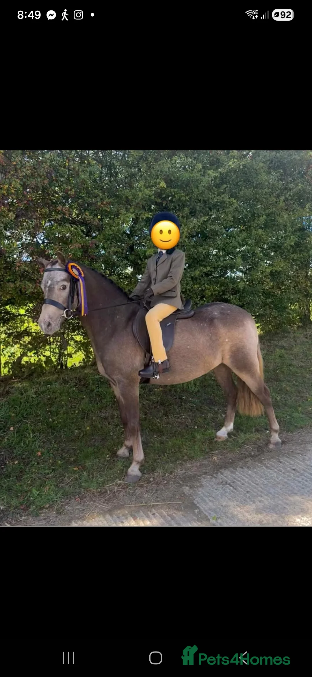 Riding pony horses for sale: Duch pony  - Advert 1