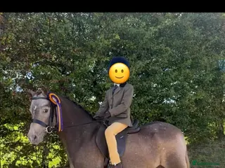 Riding pony horses Duch pony - Advert 1