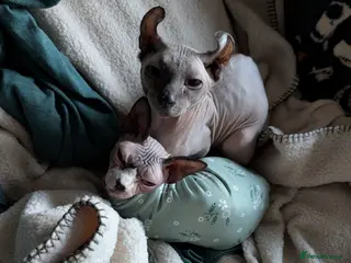 Sphynx cats Blue Mink Elf Sphynx for stud - Advert 1