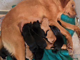 Labrador Retriever dogs 7mth stunning black male puppy - Advert 1