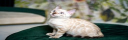 Bengal cats for sale: SNOW LYNX PURE BENGAL BOY-Frankie-Top Personality - Advert 22