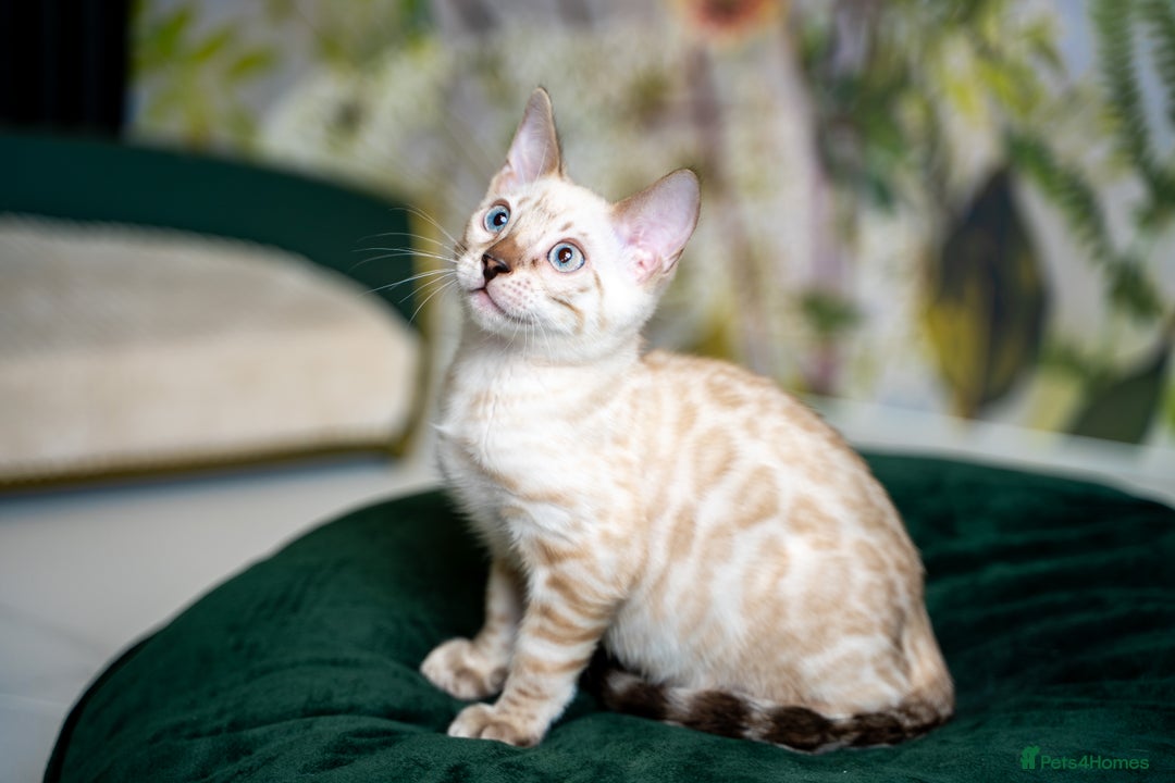 Bengal cats for sale: SNOW LYNX PURE BENGAL BOY-Frankie-Top Personality - Advert 22