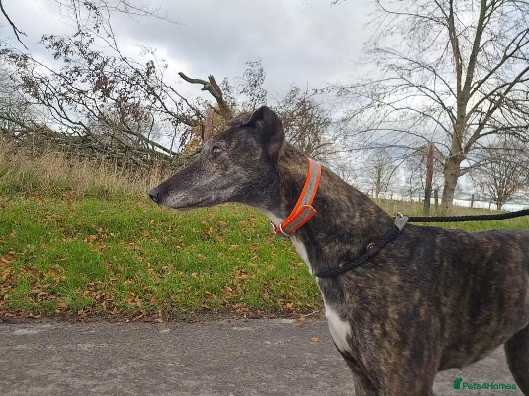 Greyhound dogs for adoption: 💕Meet gorgeous girl Cass - Advert 3