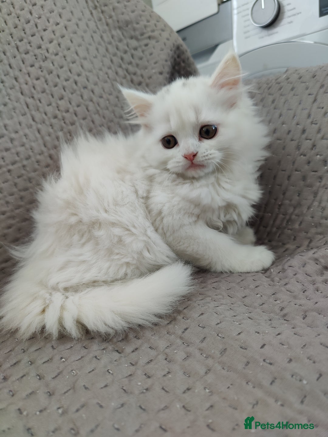 Mixed Breed cats for sale: Persian Mix kittens  - Advert 22