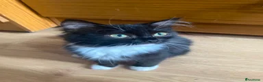 Ragdoll Kitten 1