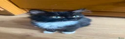 Ragdoll cats for sale: Ragdoll x kittens - Advert 12