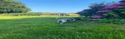 German Shorthaired Pointer dogs for sale: Stunning KC GSP puppies  - Advert 3