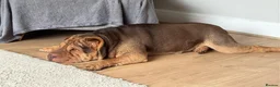 Shar Pei dogs for sale: Rolo our loving Shar Pei in Erith - Advert 9