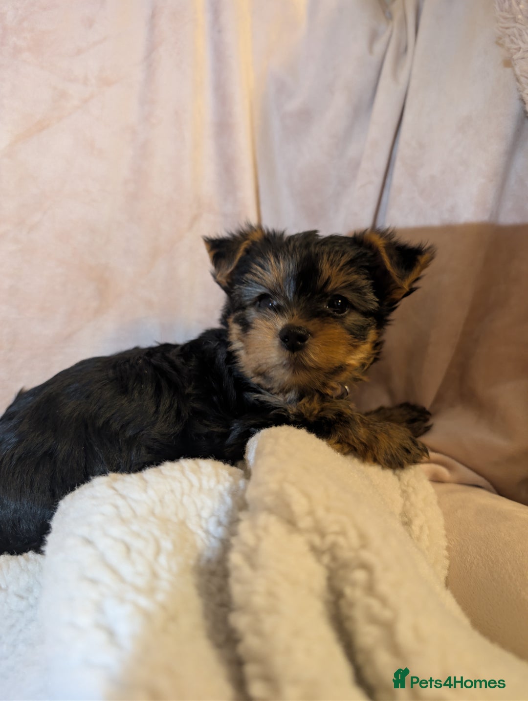 Yorkshire Terrier dogs for sale: Yorkshire Terriers ready for new home  - Advert 14