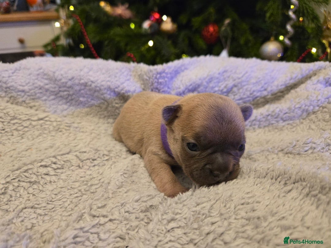 French Bulldog dogs for sale: French bulldog puppies.  - Advert 15