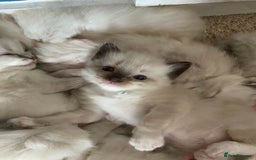 Ragdoll cats for sale: 6 ragdoll kittens  - Image 33