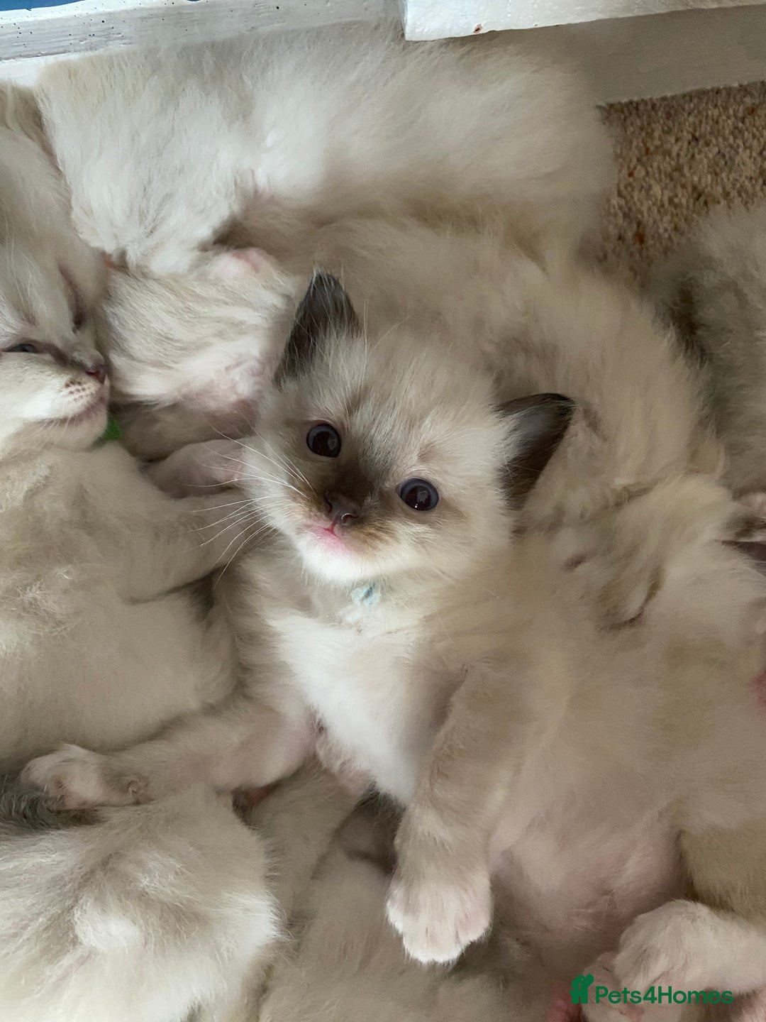 Ragdoll cats for sale: 6 ragdoll kittens  - Image 33