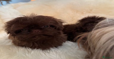 Shih Tzu dogs - Advert 2