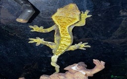 Gecko reptiles for sale: Lizards for rehome  - few to choose from  in Nottingham - Image 4