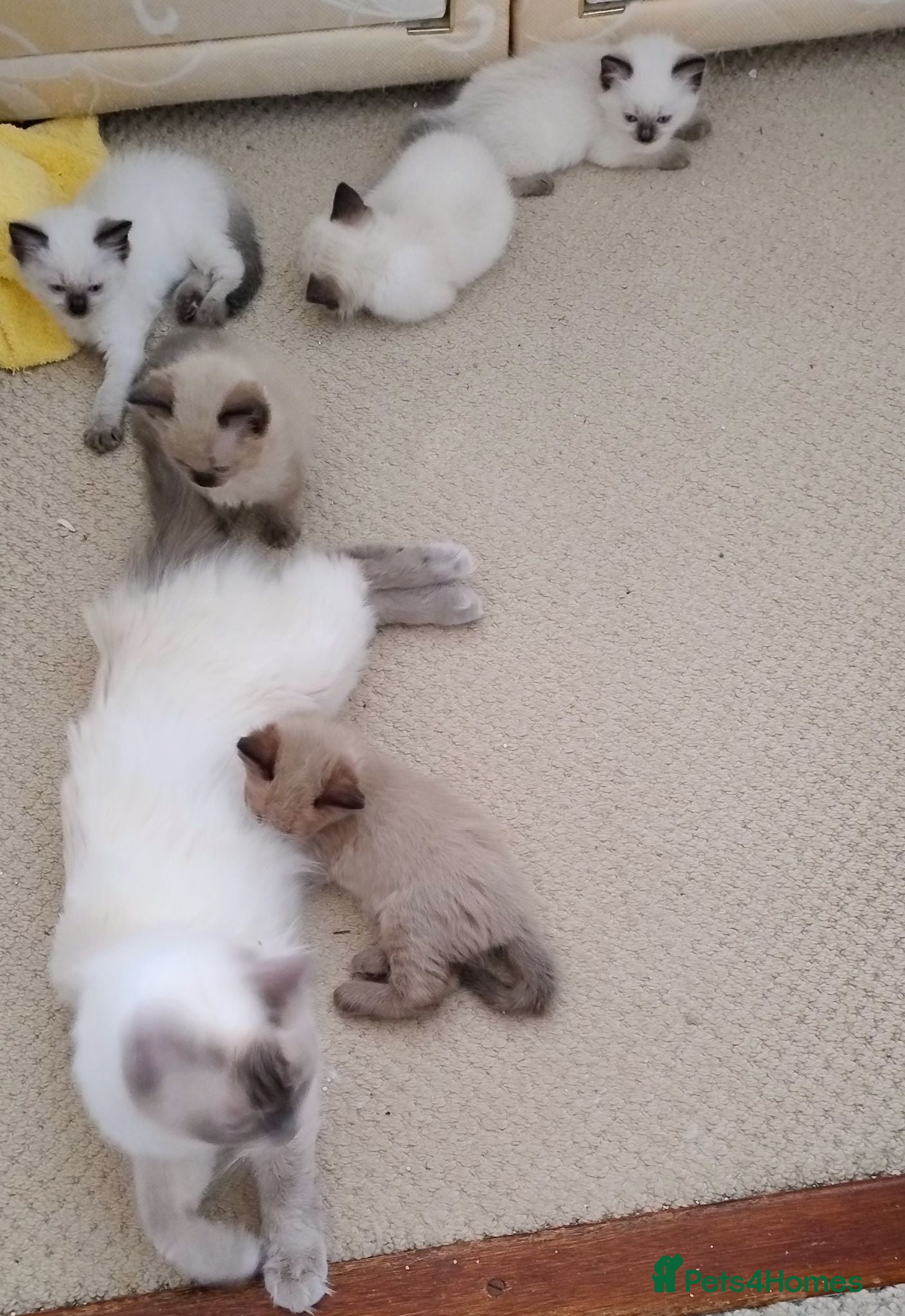 Ragdoll cats Pure bred Ragdolls need loving homes - Advert 2