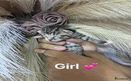 Mixed Breed cats for sale: Kittens - Advert 2