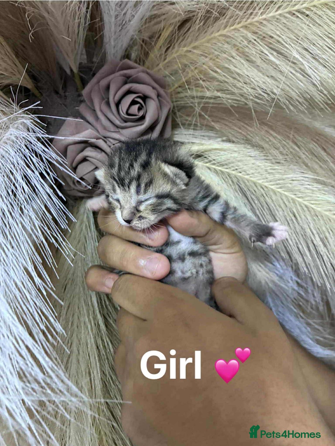 Mixed Breed cats for sale: Kittens - Advert 2