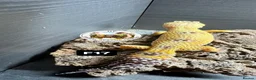 Leopard Gecko reptiles for sale: crested & leopard geckos - possible a full setup  - Advert 3