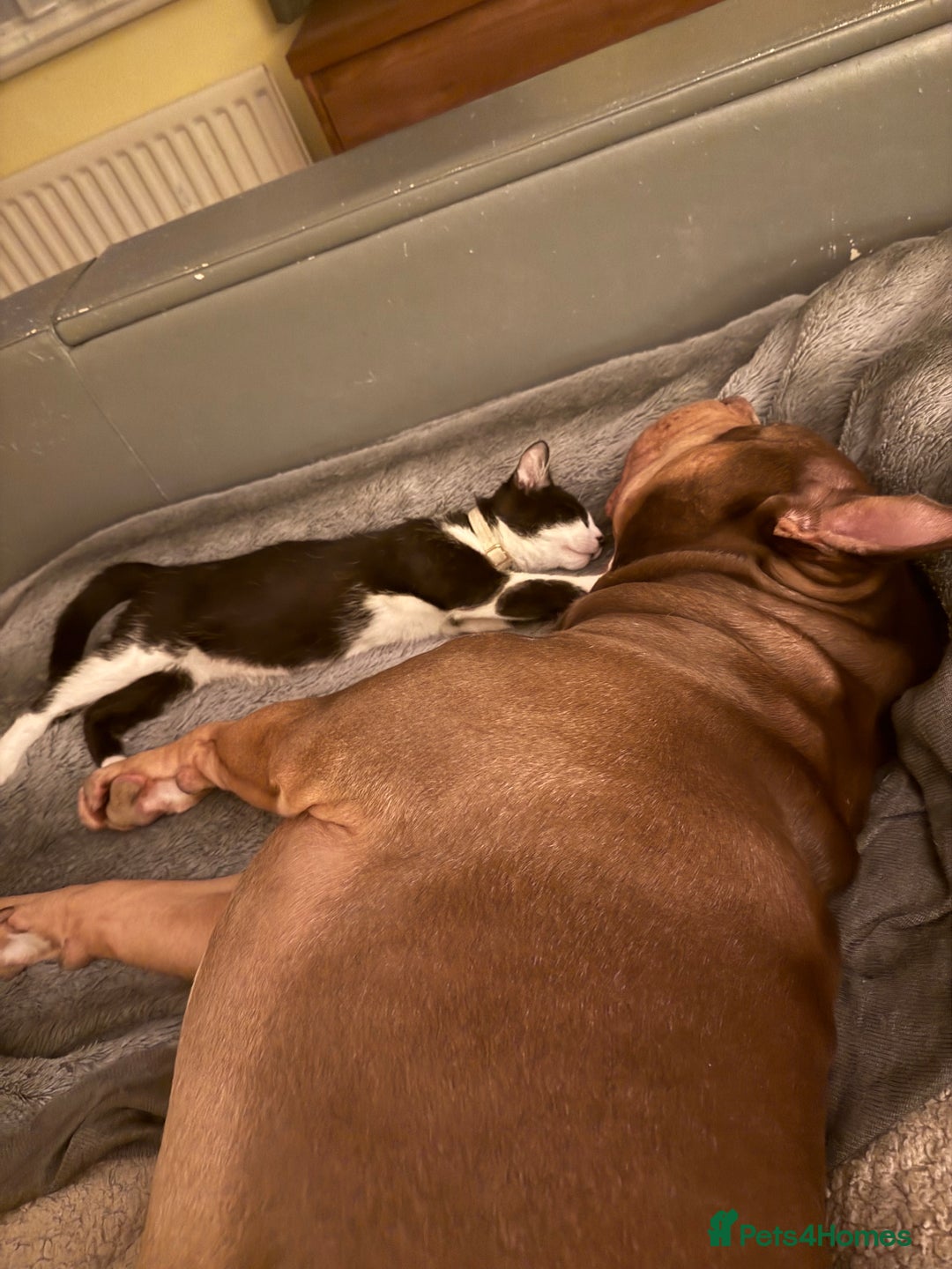 Mixed Breed cats for sale: 2 beautiful kittens  - Advert 4