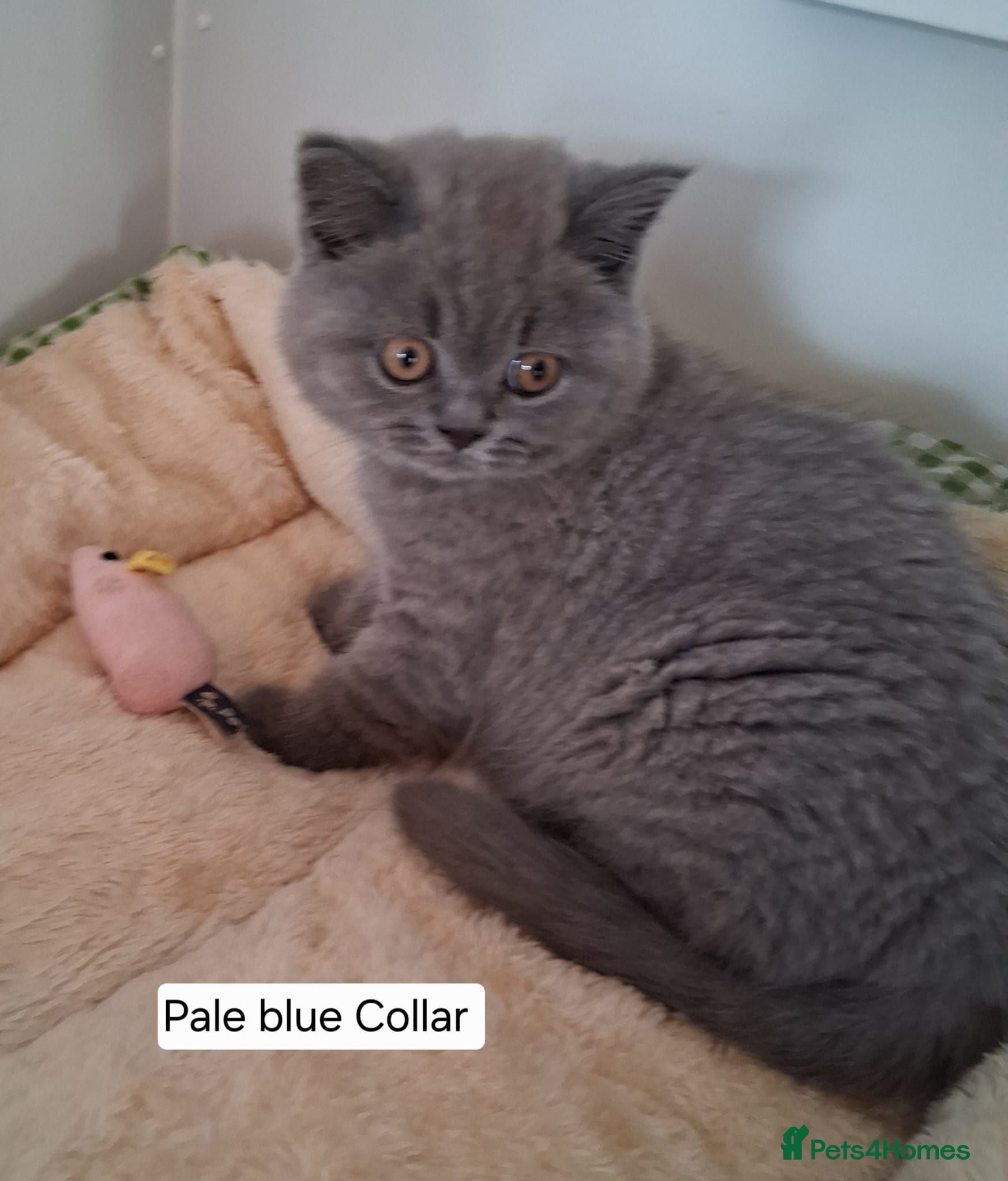 British Shorthair cats British shorthair kittens (only 2 boys available) - Advert 2