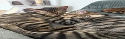 Bengal cats for sale: 2 Half Bengal Boys - Advert 2
