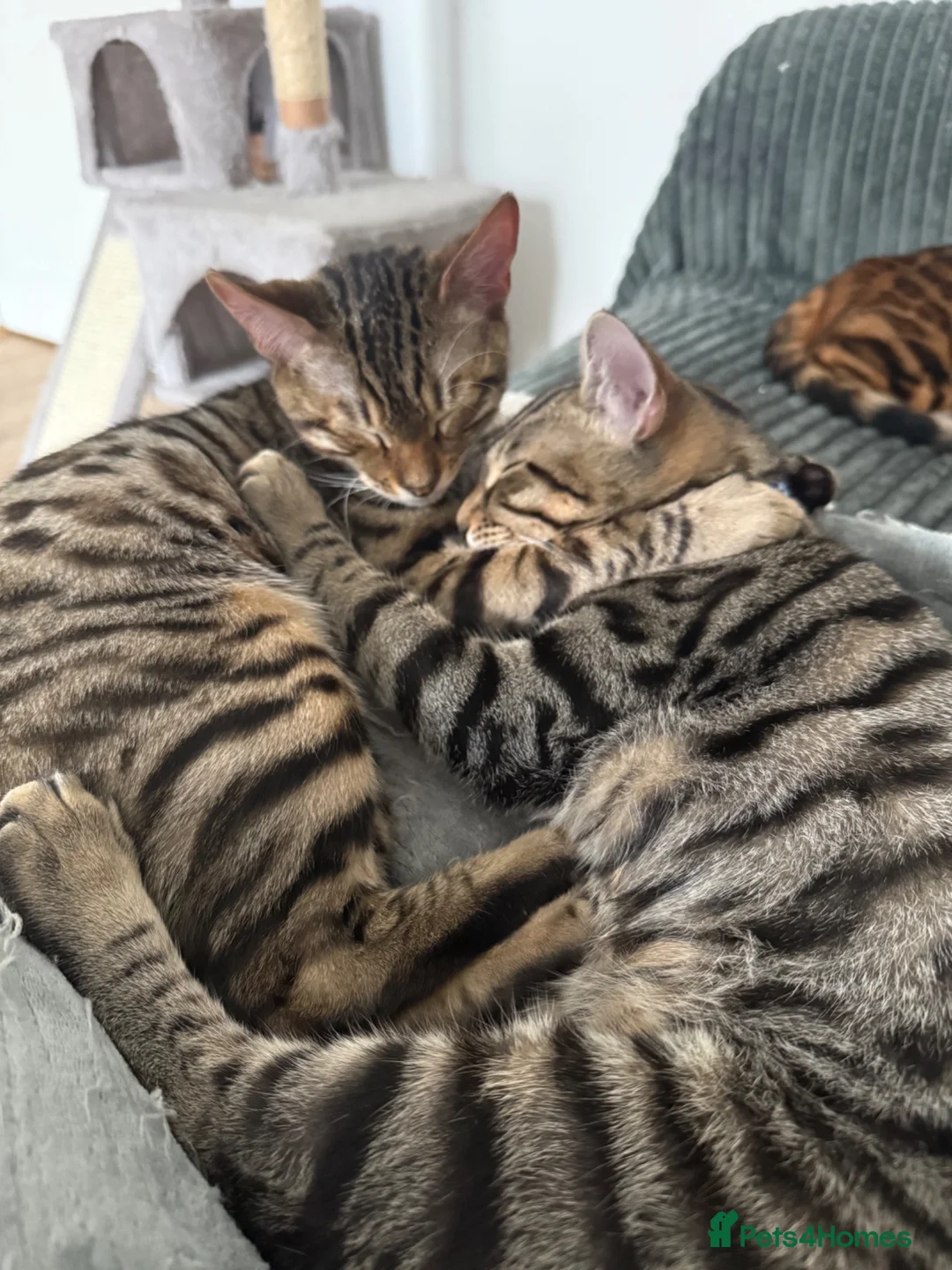 Bengal cats for sale: 2 Half Bengal Boys - Advert 2