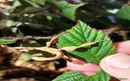 Praying Mantis invertebrates for sale: Mixed inverts mantis and more - Advert 5