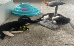 Mixed Breed cats for sale: Mixed breed kittens - Image 9