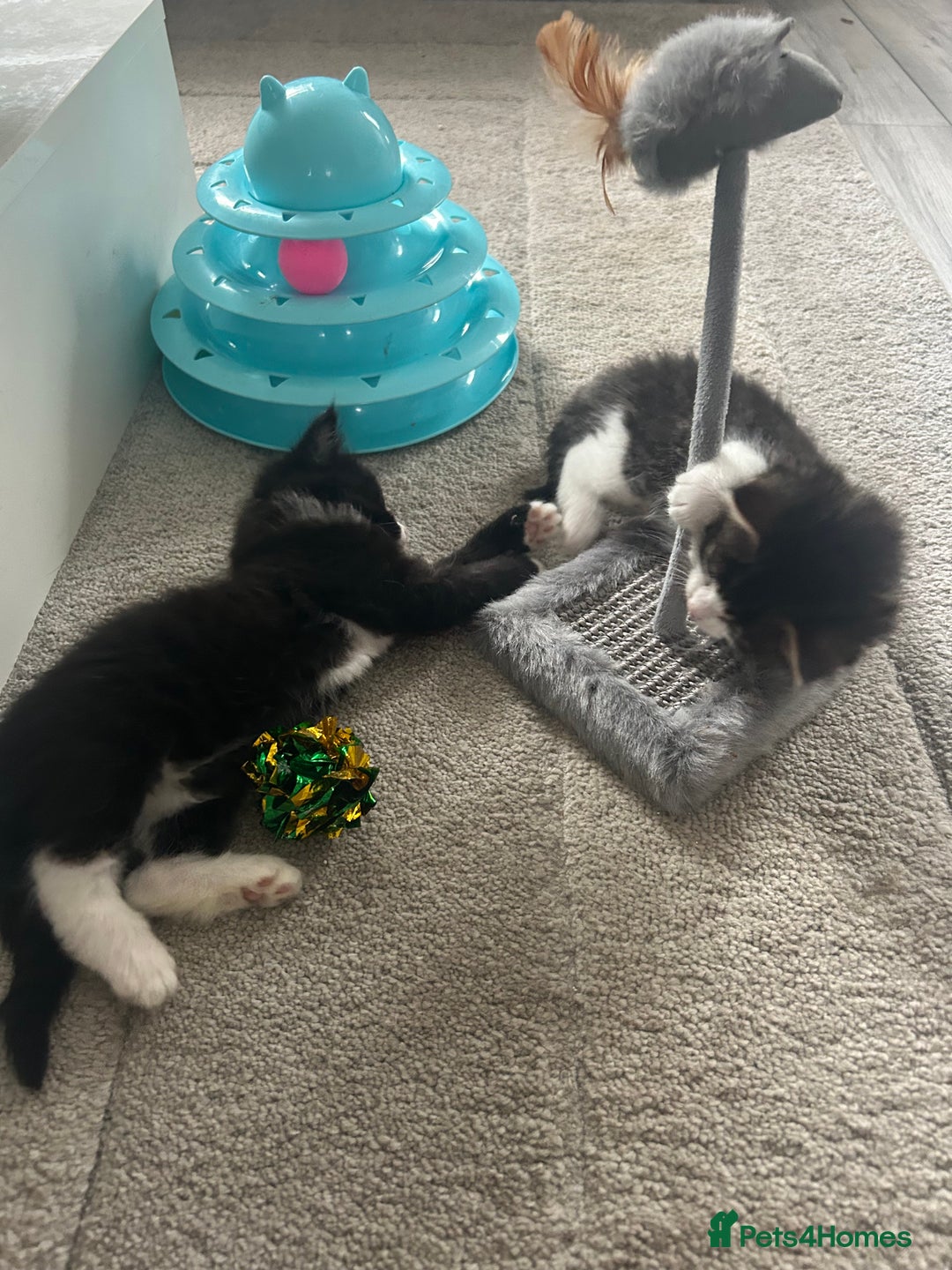 Mixed Breed cats for sale: Mixed breed kittens - Image 9