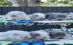Mini Lion Lop rabbits for sale: EUROPEAN TEDDYWIDDER BABIES  - Image 14