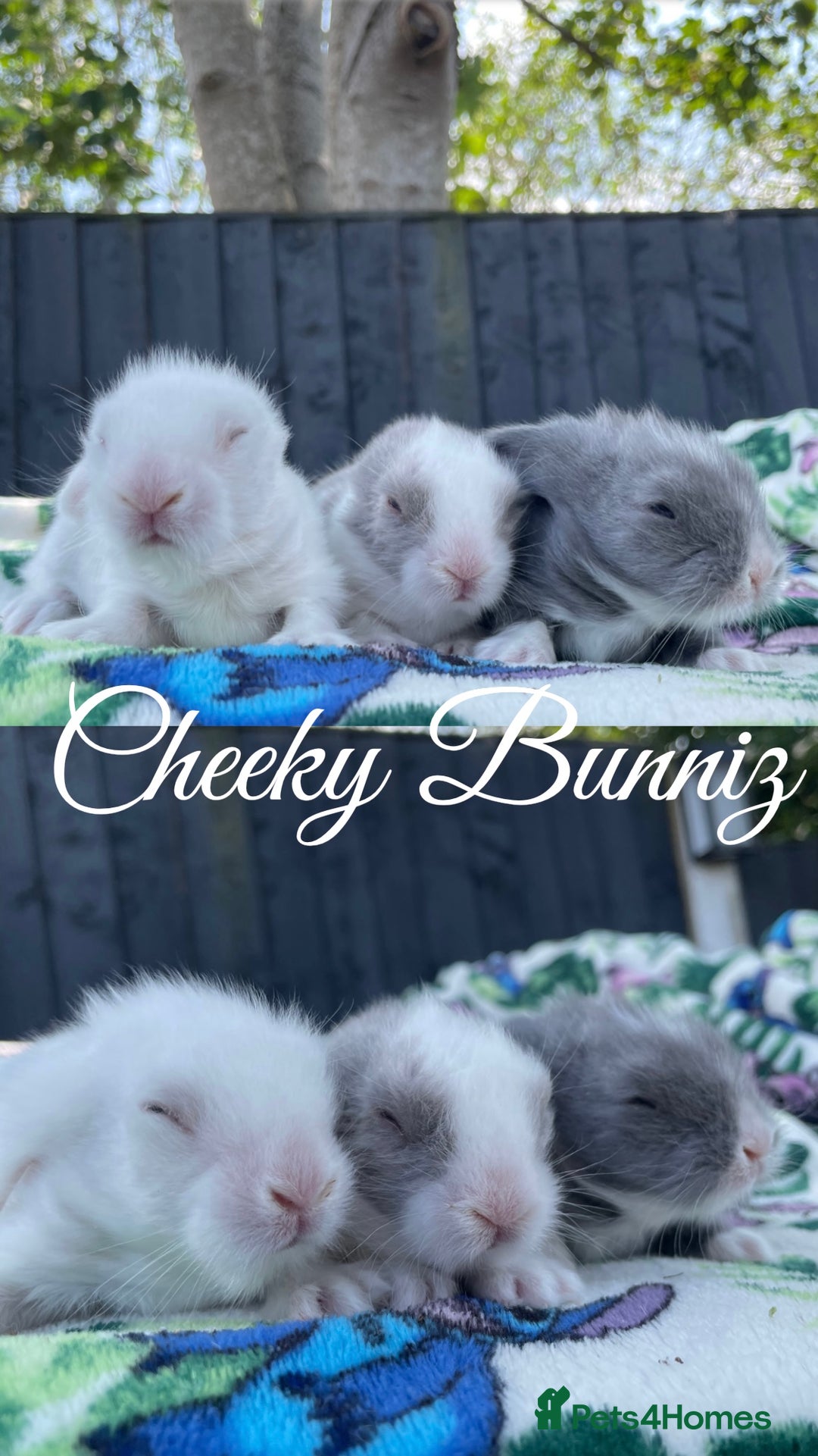 Mini Lion Lop rabbits for sale: EUROPEAN TEDDYWIDDER BABIES  - Image 14