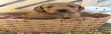 Teddy - Reserved 