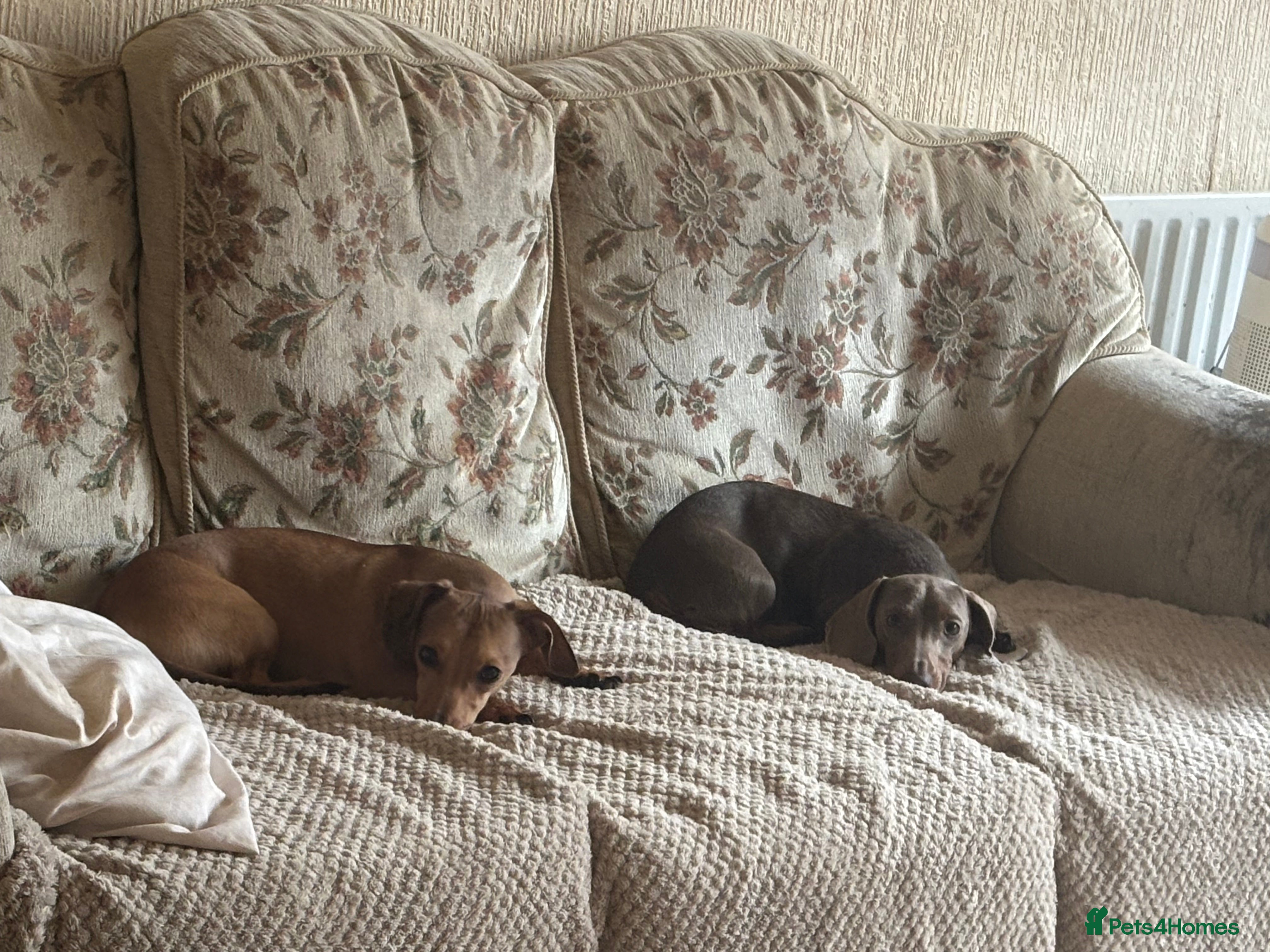 Miniature Dachshund dogs Minature dachshunds looking for forever home - Advert 1