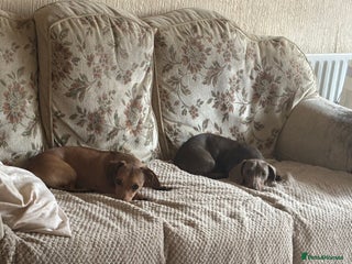 Miniature Dachshund dogs Minature dachshunds looking for forever home - Advert 1