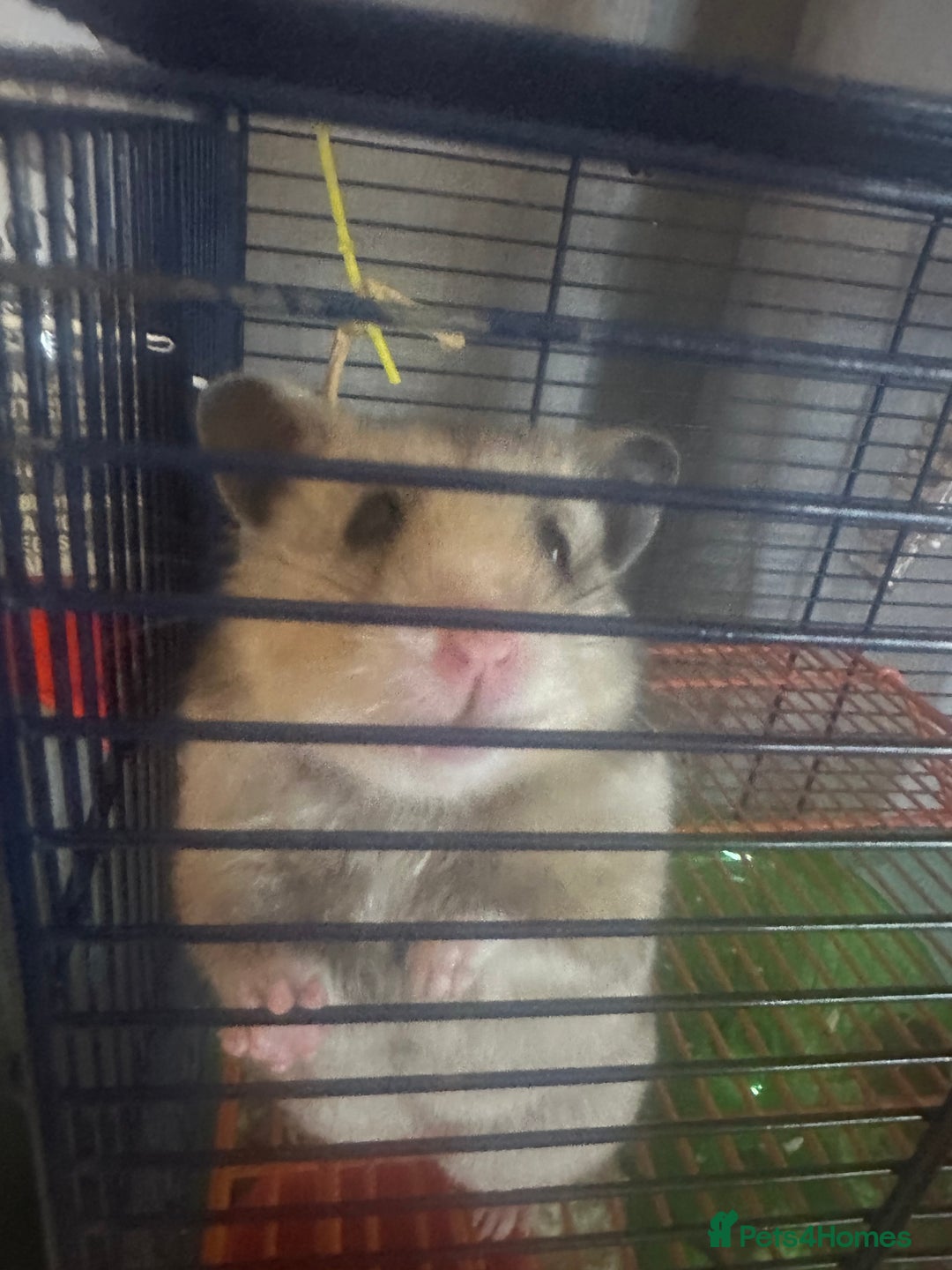 Hamster rodents for sale: Syrian hamster - Image 3